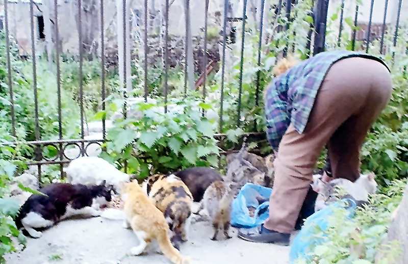猫の餌付けの規模ヤバい