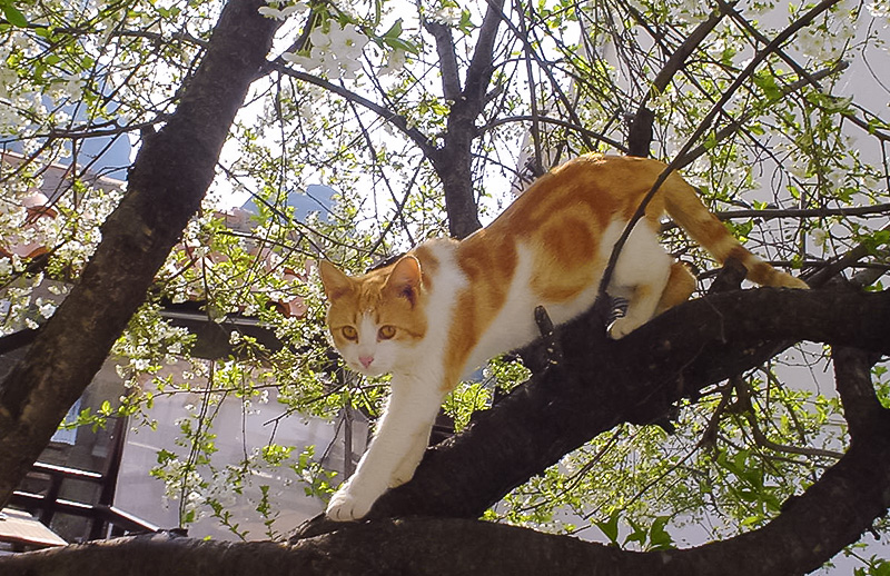 宿の猫