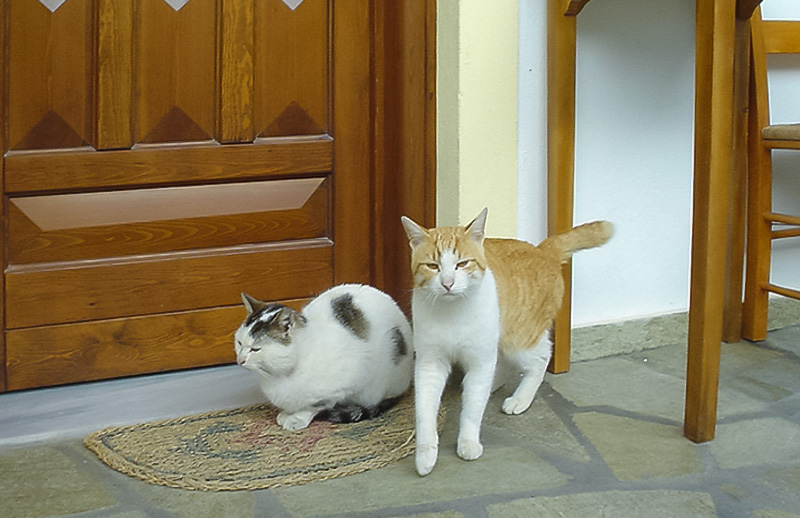 宿の猫ズ