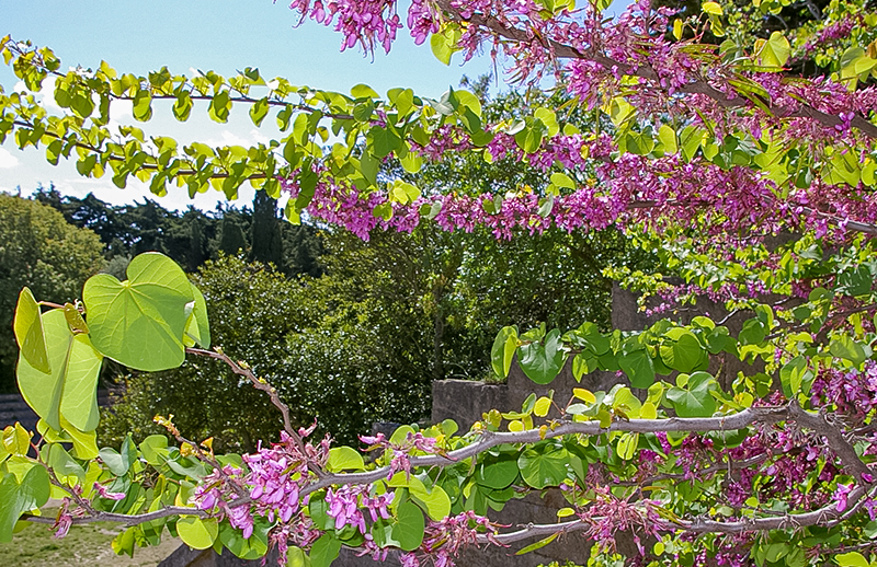地中海の春の象徴「ユダの木（セイヨウハナズオウ）」春のスミス山は花がいっぱい。