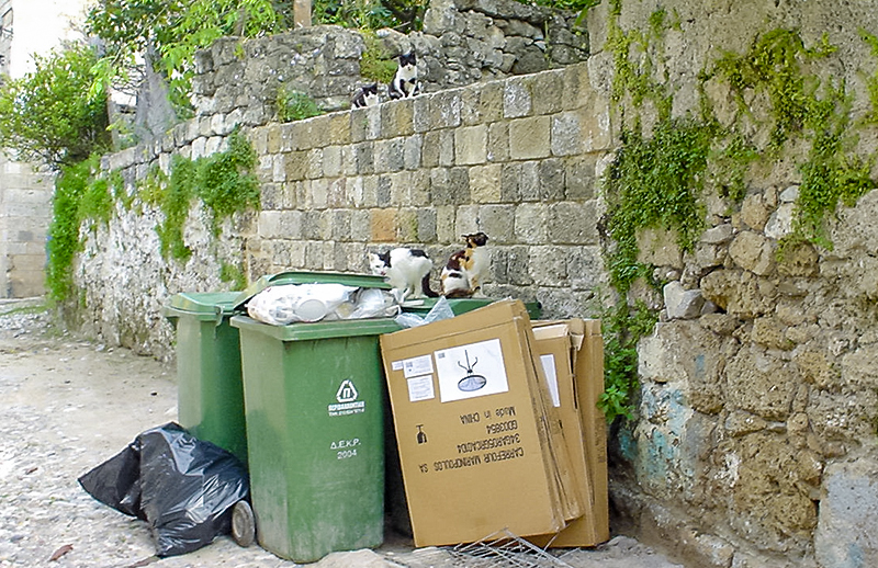旧市街の路地裏で出会った、気ままに過ごす島猫たち